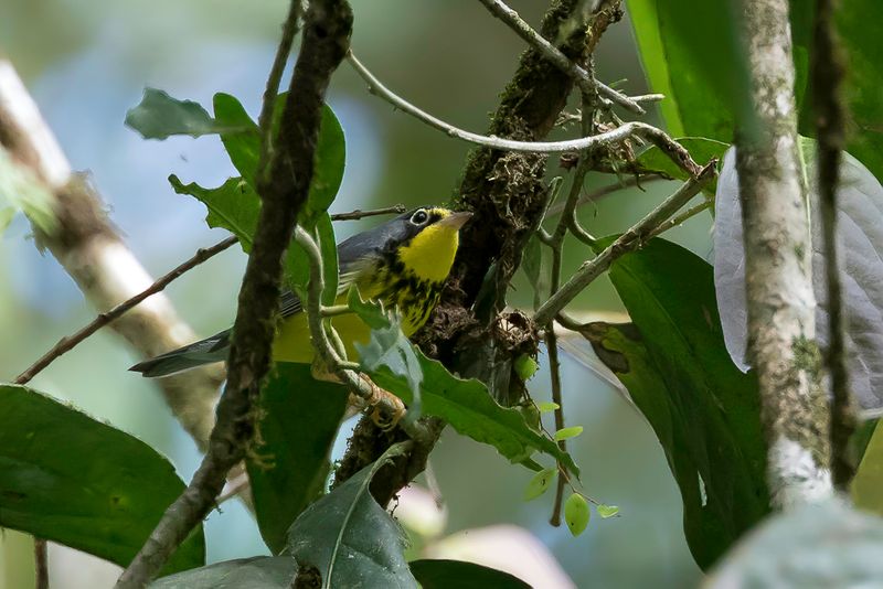 Canada Warbler