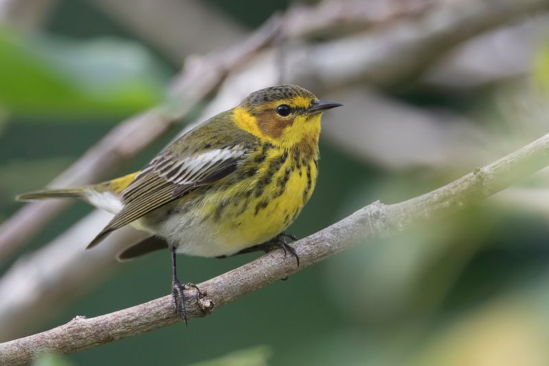 Cape May Warbler