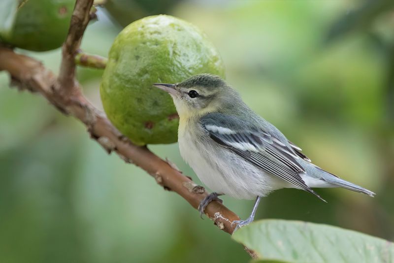 Cerulean Warbler (f)