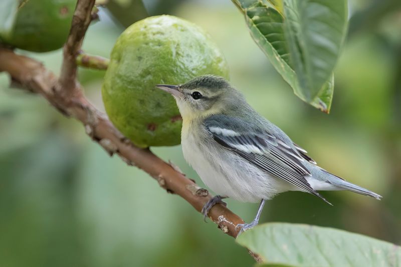 Cerulean Warbler (f)