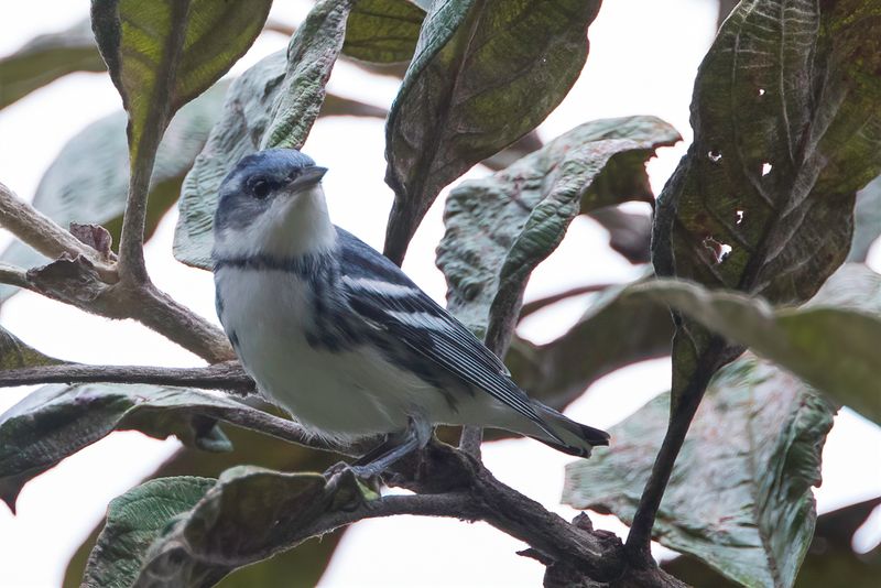 Cerulean Warbler (m)