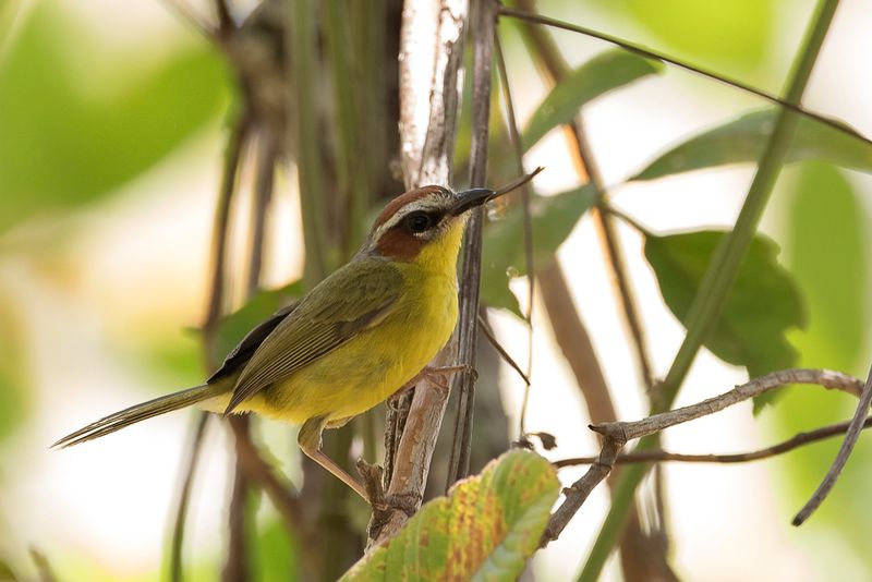 Chestnut-capped Warbler