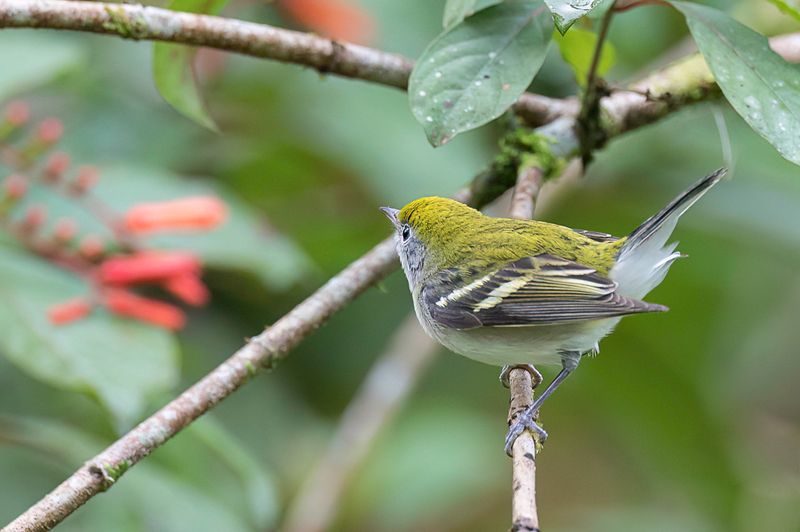 Chestnut-sided Warbler