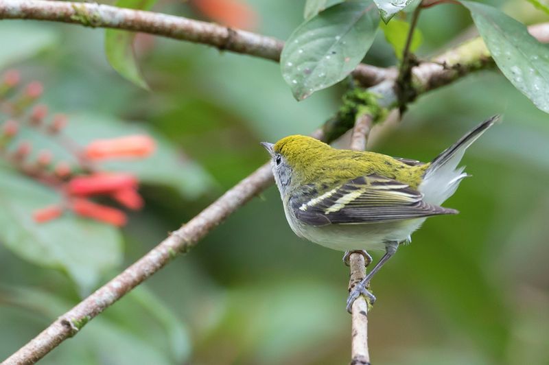 Chestnut-sided Warbler