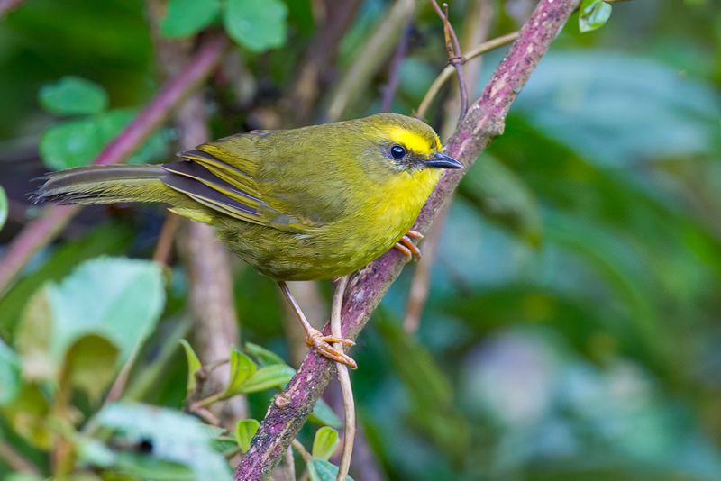 Citrine Warbler