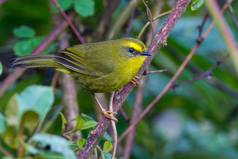 Citrine Warbler