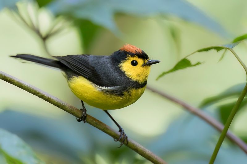 Collared Whitestart