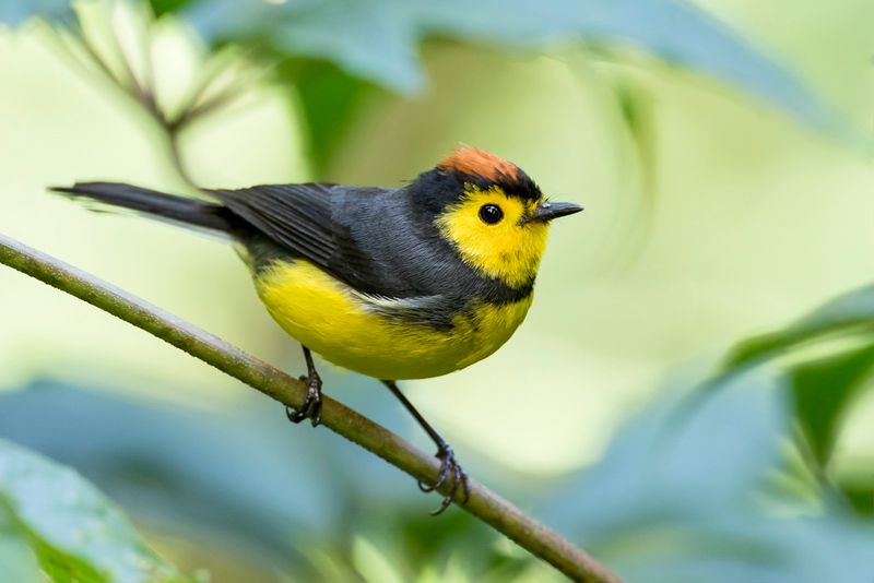 Collared Whitestart