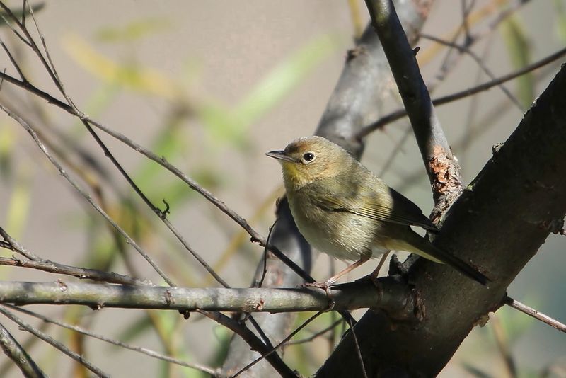 Common Yellowthroat (f)