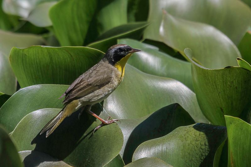 Common Yellowthroat (m)