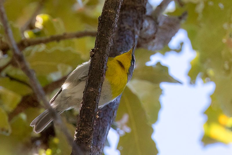 Crescent-chested Warbler