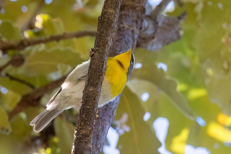 Crescent-chested Warbler