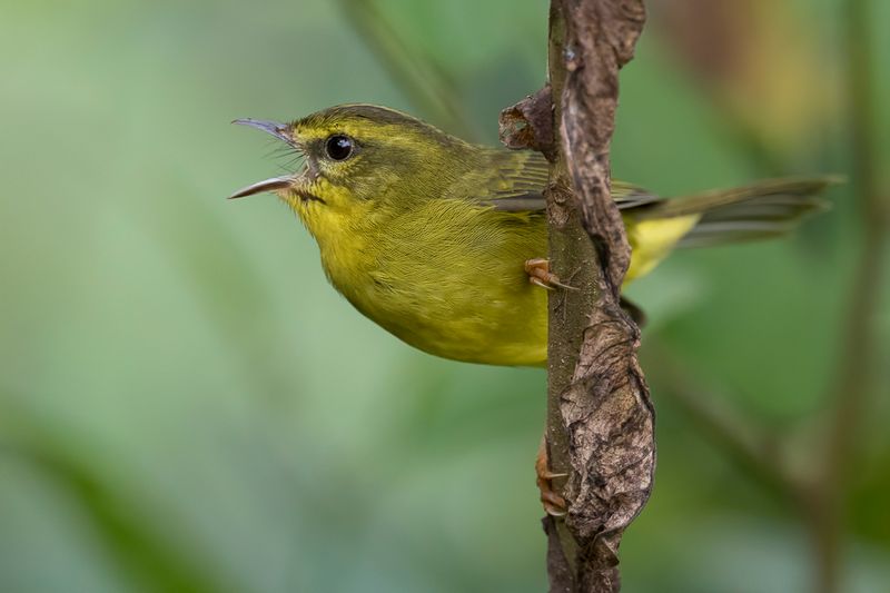 Cuzco Warbler