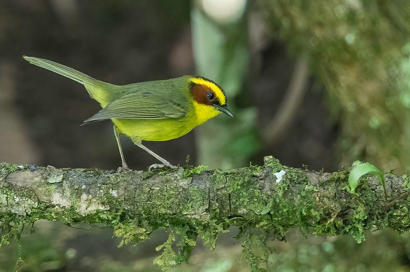 Golden-browed Warbler