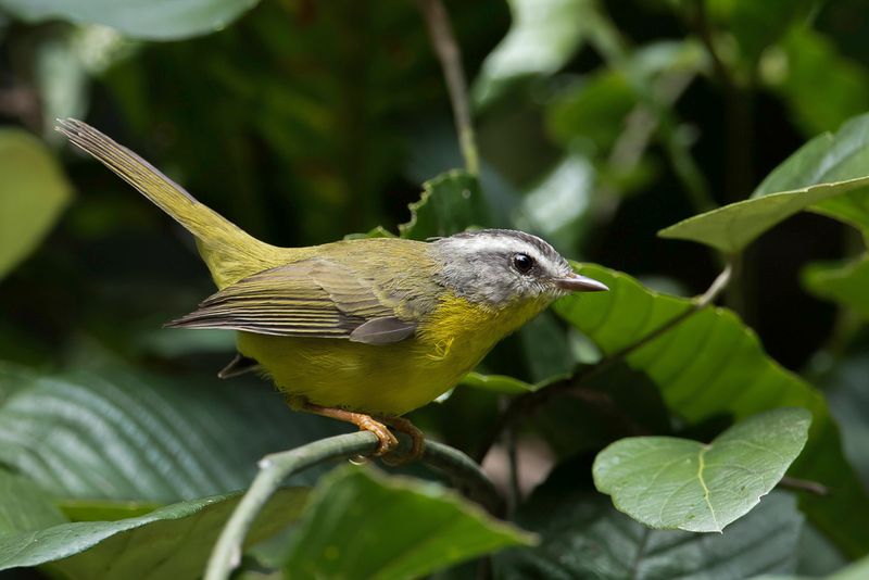 Golden-crowned Warbler