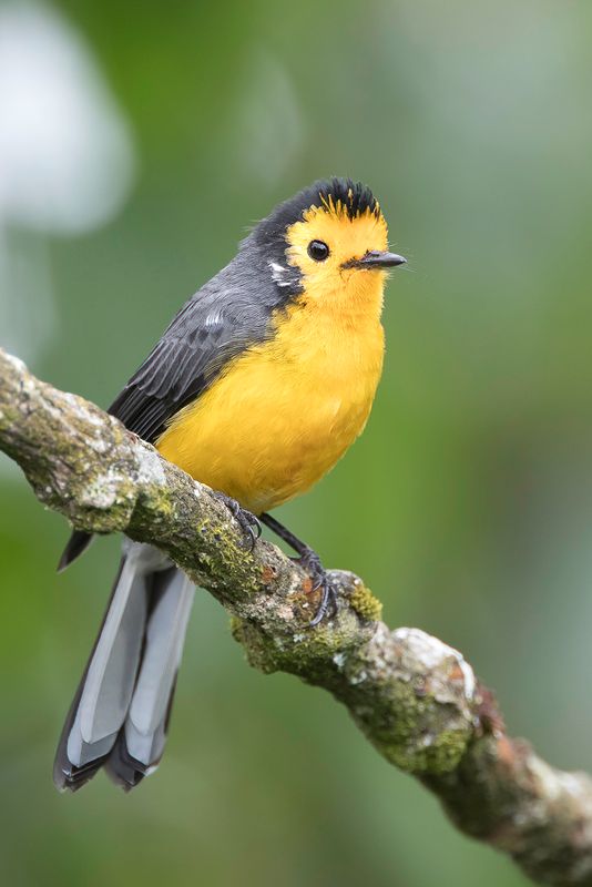 Golden-fronted Whitestart