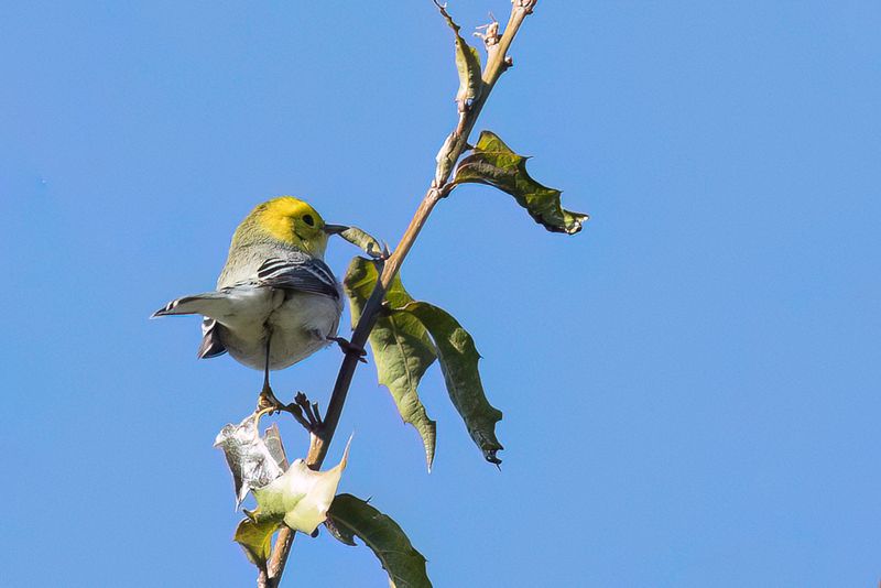 Hermit Warbler