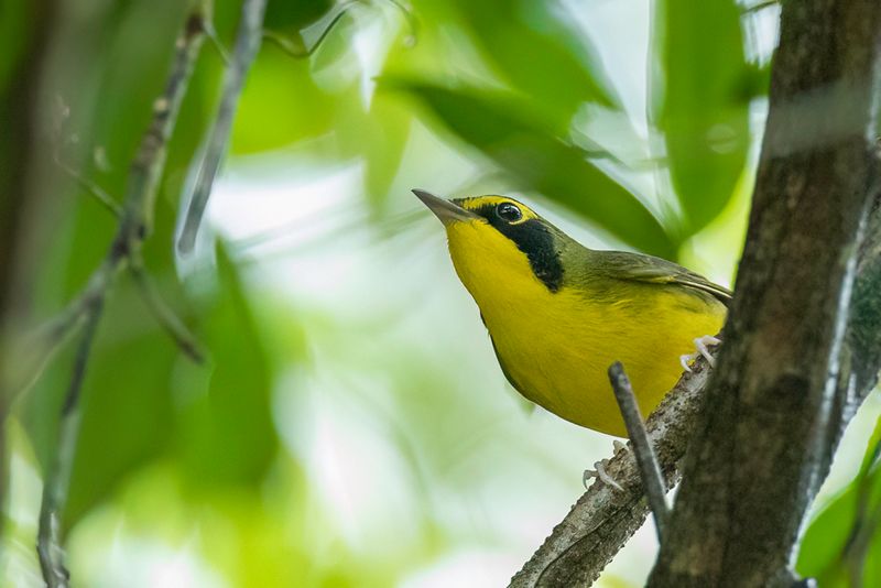 Kentucky Warbler