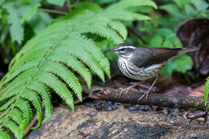 Louisiana Waterthrush