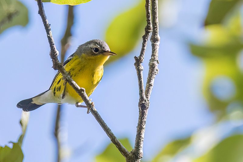 Magnolia Warbler