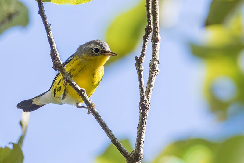 Magnolia Warbler