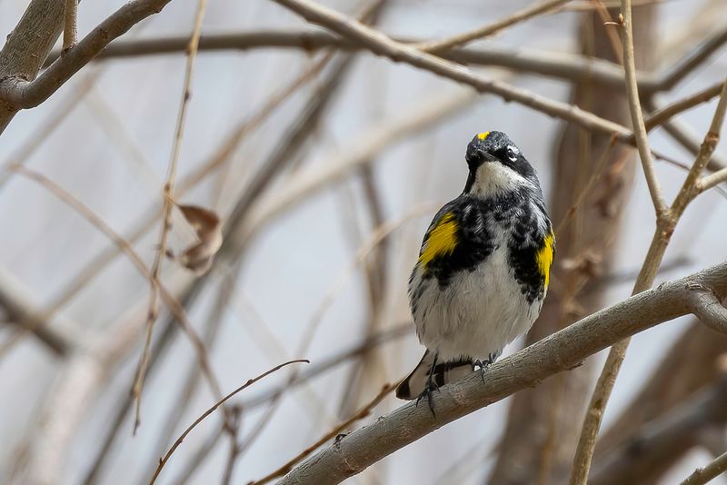 Yellow-rumped Warbler