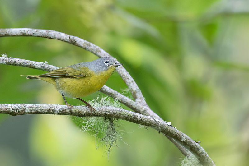 Nashville Warbler