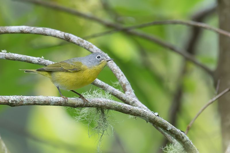 Nashville Warbler