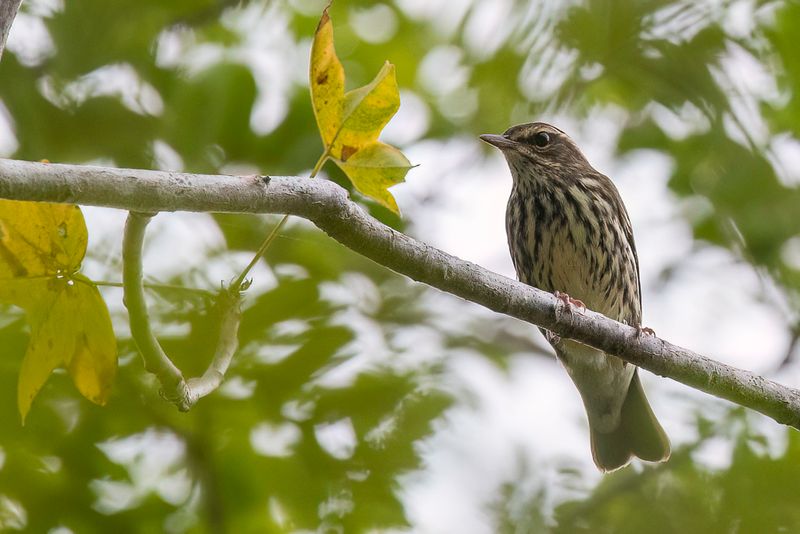 Northern Waterthrush