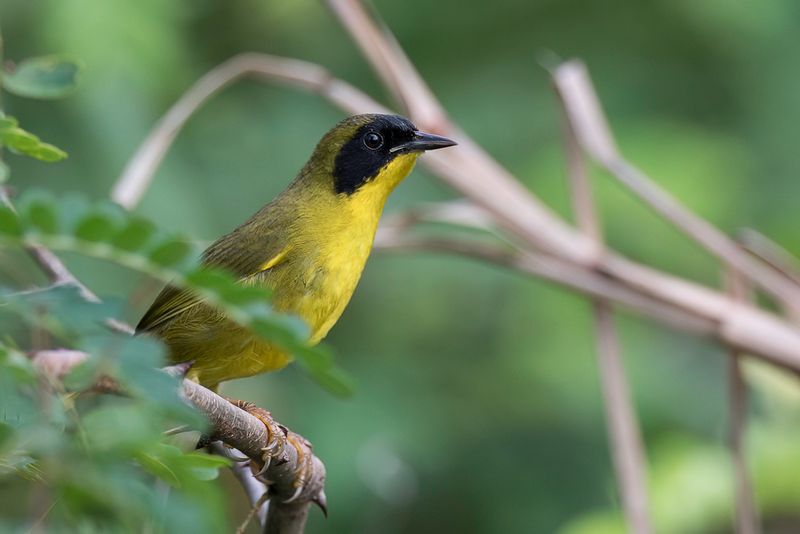 Olive-crowned Yellowthroat