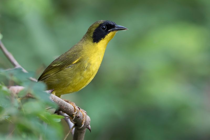 Olive-crowned Yellowthroat