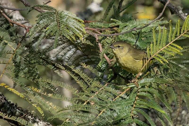 Orange-crowned Warbler