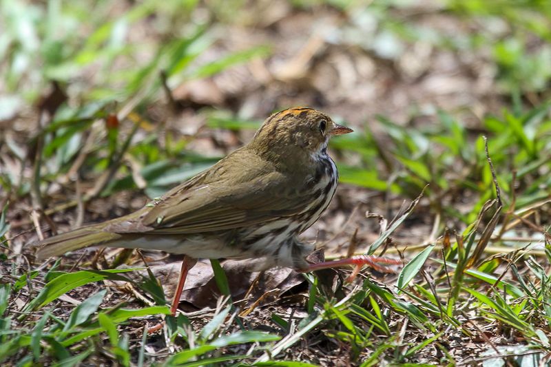 Ovenbird