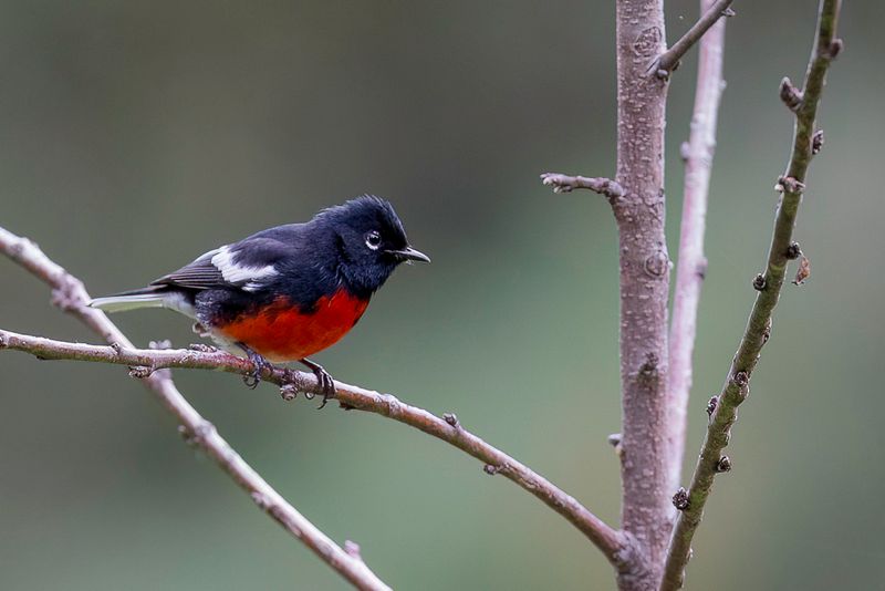Painted Redstart