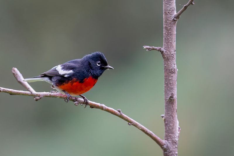Painted Redstart