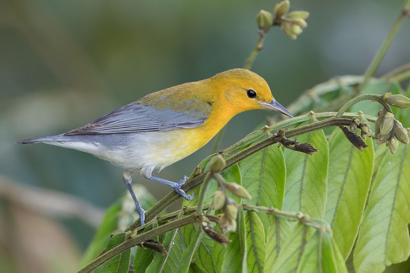 Prothonotary Warbler