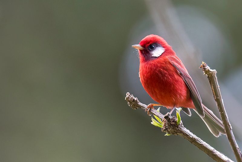 Red Warbler