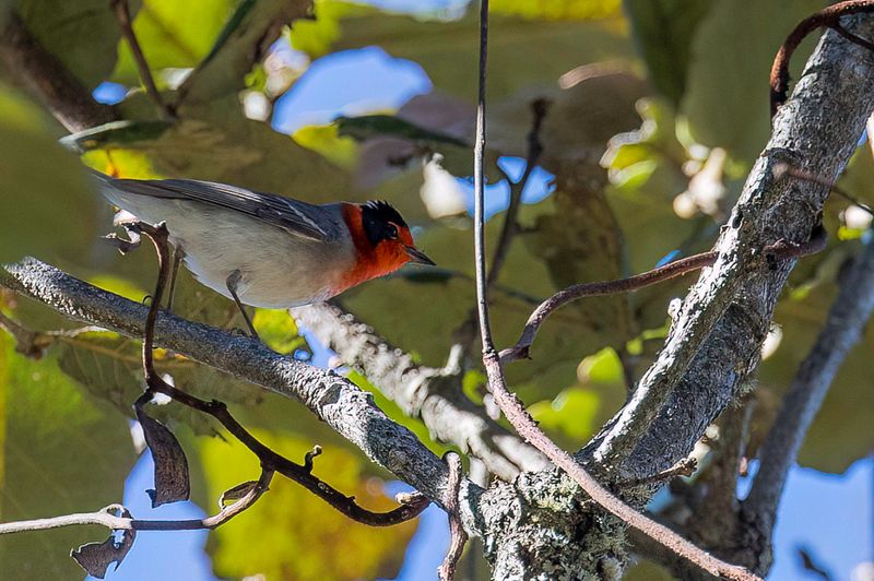 Red-faced Warbler