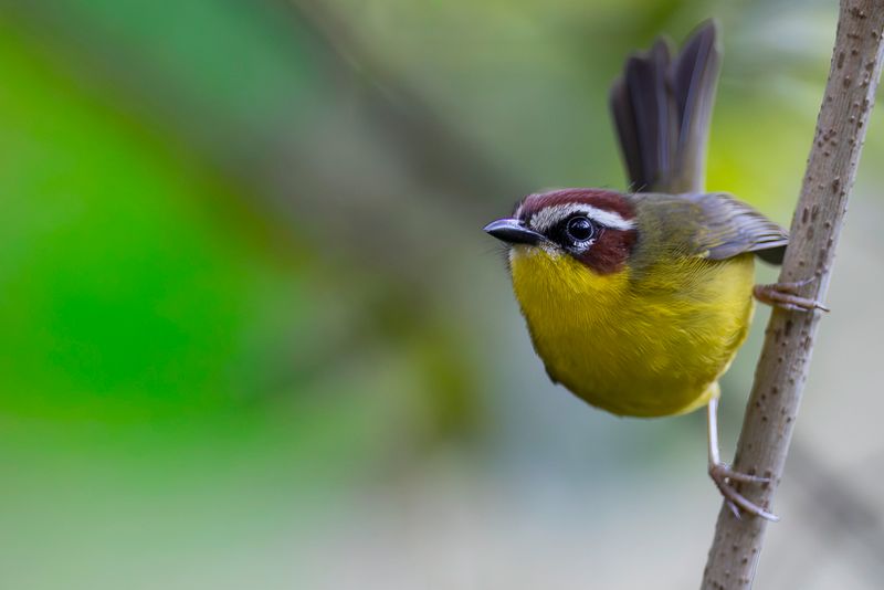 Rufous-capped Warbler
