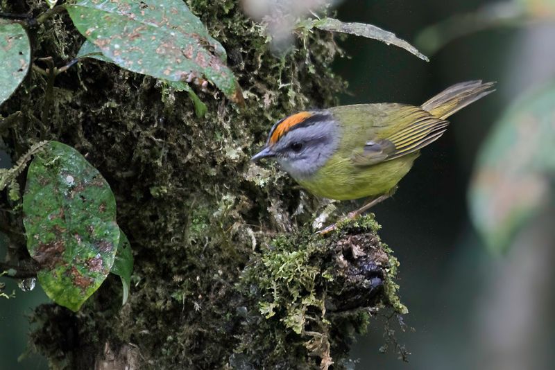 Russet-crowned Warbler