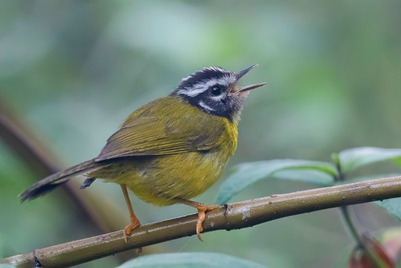Santa Marta Warbler