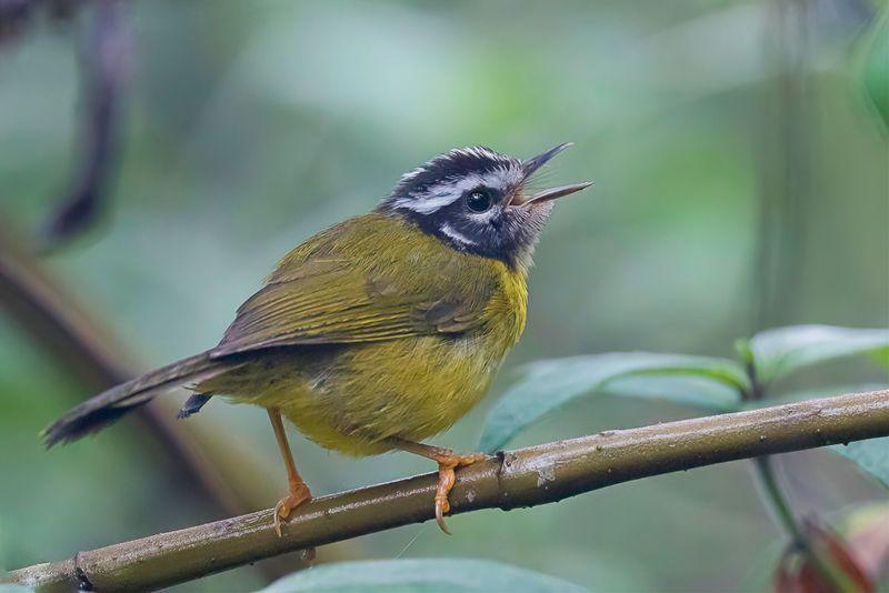Santa Marta Warbler