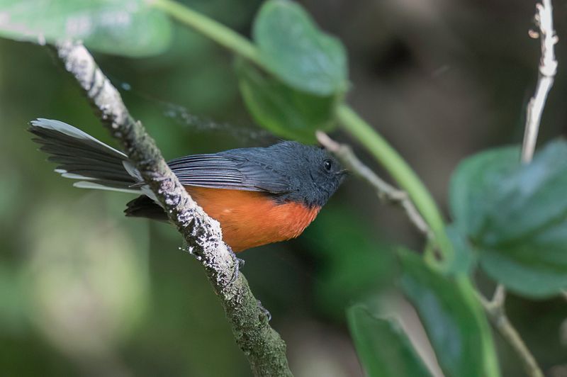 Slate-throated Whitestart
