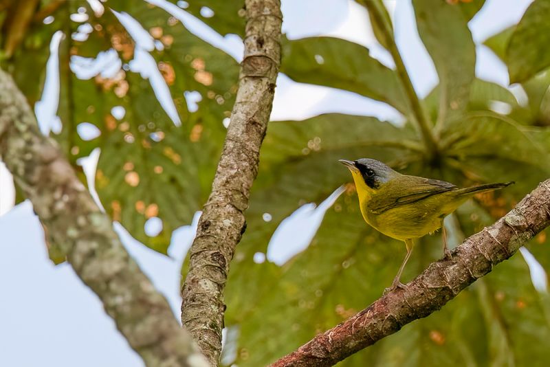 Southern Yellowthroat