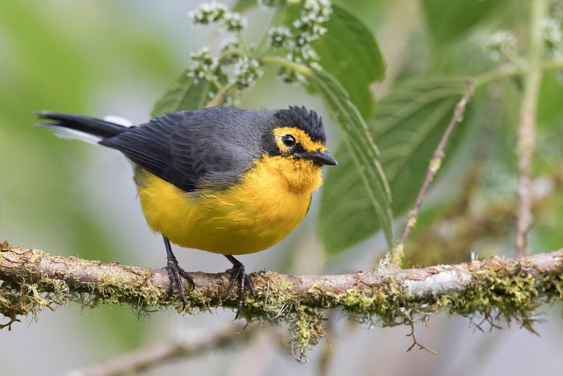 Spectacled Whitestart