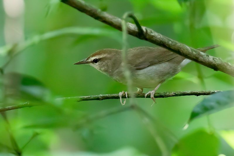 Swainson's Warbler