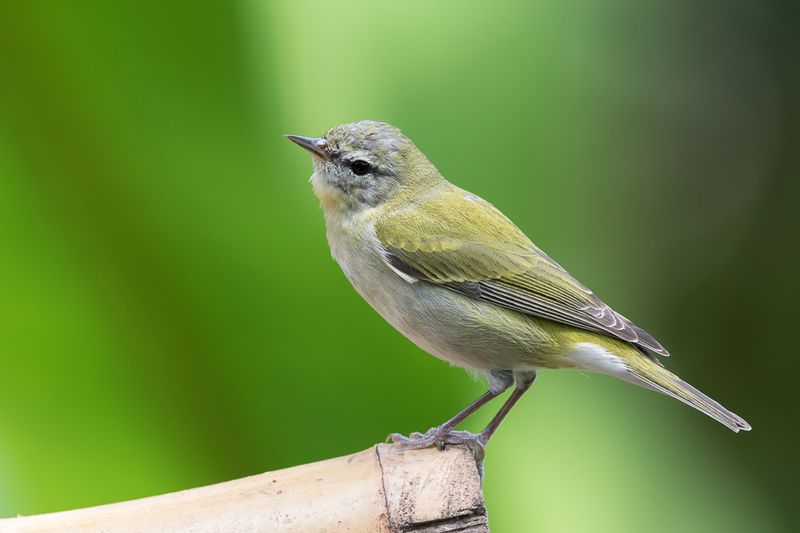 Tennessee Warbler