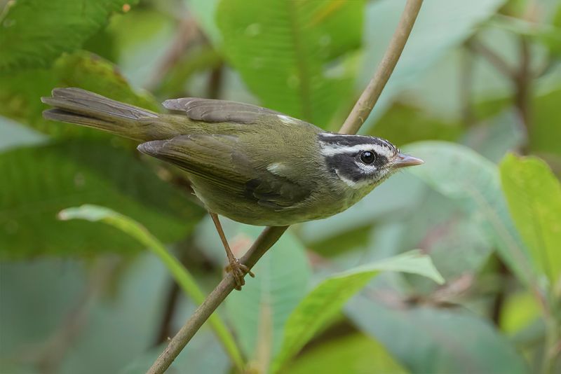Three-striped Warbler