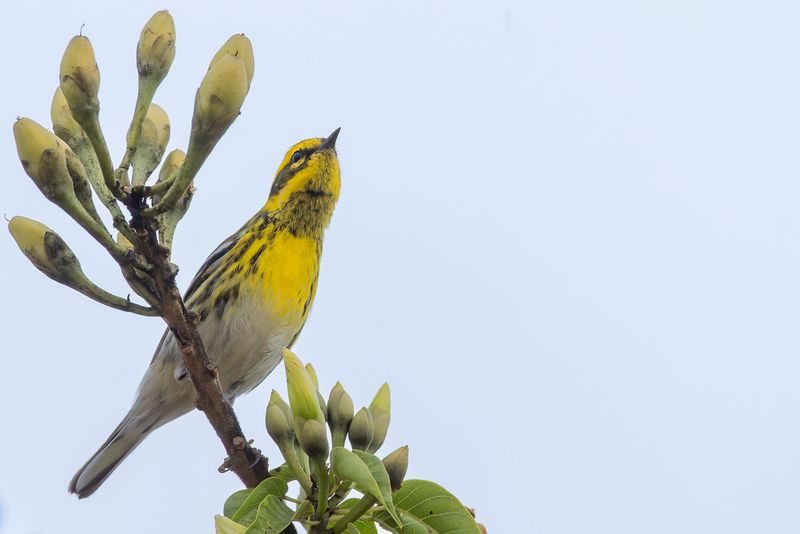 Townsend's Warbler