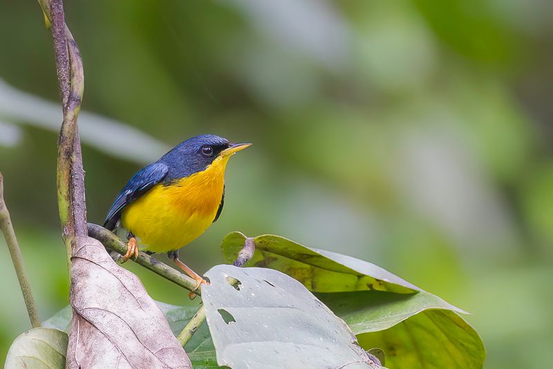Tropical Parula (m)